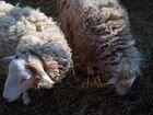 Овца и баран объявление продам