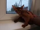 Абиссинский котик 5 месяцев объявление продам