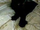 Красивые котята от британской кошки объявление продам