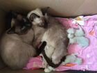 Новогодние котятки, сиамских родителей 1,5 мес объявление продам