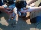Продаются щенки пикенеса мальчик и девочка папа пи объявление продам