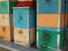 Пчелопакеты 2020 объявление продам
