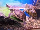 Аквариум с красноухими черепахами объявление продам