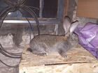 Кролики породы Бельгийский великан цвет агути объявление продам