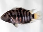 Рыбки аквариумные цихлазома чернополосая объявление продам