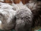Котята Сибирские объявление продам