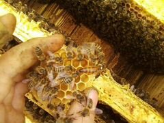 Пасека, пчелосемьи, пчелы