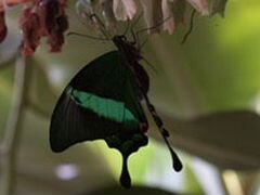 Живые бабочки из филиппин Papilio palinurus