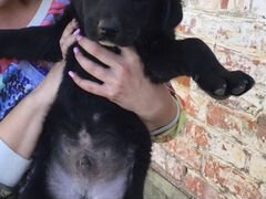 Крупный щенок в добрые руки