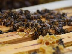 Продажа пчелиных семей с ульями