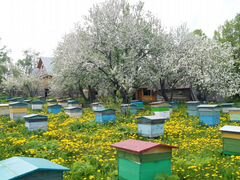Продам пчелосемьи, пчелопакеты