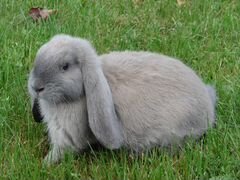 Продам кроликов породы "Французский баран"