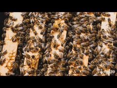 Пчеласемьи