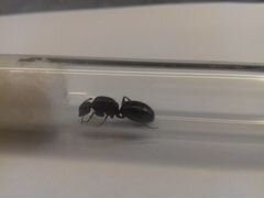 Матки муравьев вида:кампанотус вагус,лазиус нигер