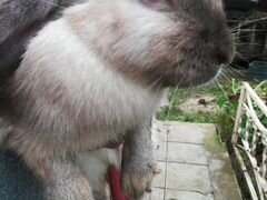 Вислоухие сиамские кролики