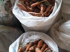 Морковка для кроликов