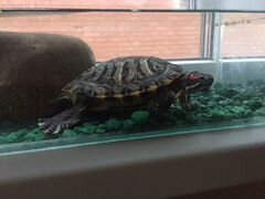 Аквариумная черепаха с аквариумом