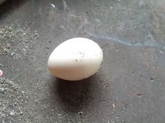 Яйцо утки на инкубацию
