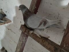 Продам узбекских и бакинских голубей