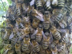 Пчелосемьи (Карпатка)