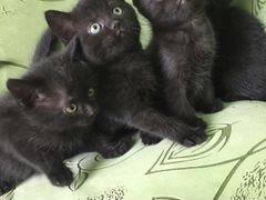 Черные котята в добрые руки