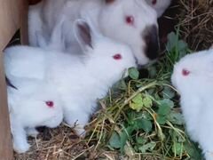 Чистокровные кролики калифорнийской породы на плем