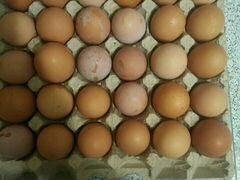 Куриные яйца инкубационное