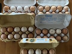 Яйцо инкубационное Брама
