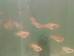 Рыбки