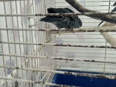 Толстоклювый попугай Катарина
