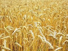 Зерно:ячмень, овес, пшеница