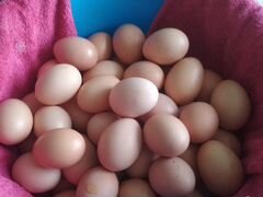 Инкубационные яйца меняю