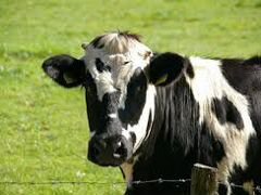 Продам корову 9отёлов, молока даёт 7-8литров за ра