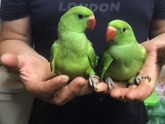 Продаю птенцов ожереловых попугаев