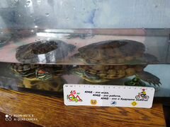 Продам аквариум с черепахами