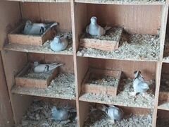 Славянские голуби