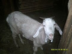 Заано-нубийская коза первокотка и зааненка