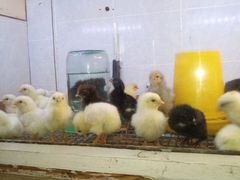 Домашние цыплята