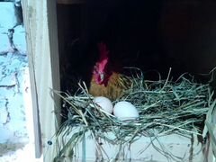 Яйцо инкубационное барневельдер