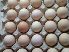 Яйцо инкубационное от домашних кур