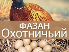 Яйца и Фазанята