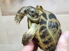 Черепаха очень красивая