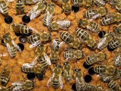 Пчелы на высодку