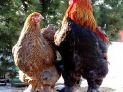 Семья Брама(2 курицы и 1 петух)