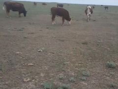 Коровы, телки от 1 года до 1,5 года