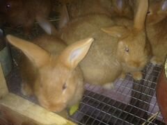 Кролики Новозеландцы,Калифорнийцы,Полтавское Сереб