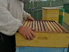 Пчелосемьи, отводки, рои