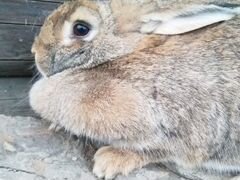 Кролик (самка)
