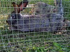 Кролы и крольчата