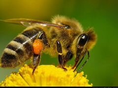 Пчёлы. магазин "Пчеловод"
